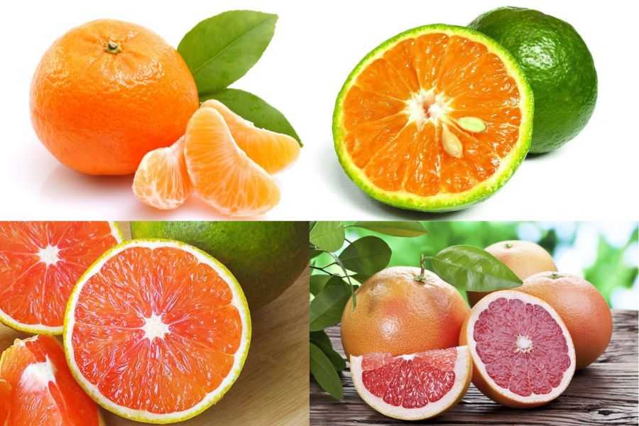 Lượng calo của cam có sự khác nhau bởi chủng loại