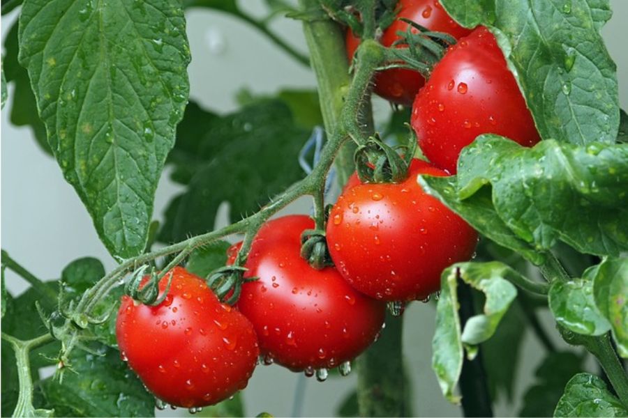 Cà chua giúp bảo vệ sức khỏe tim mạch.