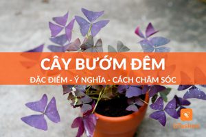 cây bướm đêm