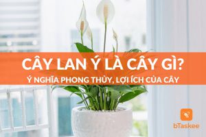 Cây lan ý