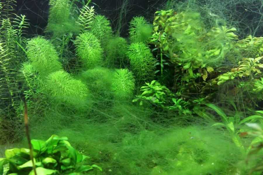 Cây thủy sinh giúp hạn chế rất nhiều sự phát triển của rêu tảo.