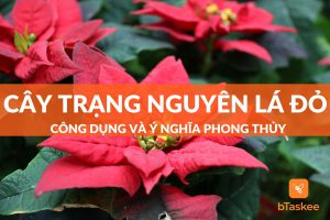 Cây trạng nguyên lá đỏ: công dụng và ý nghĩa phong thủy