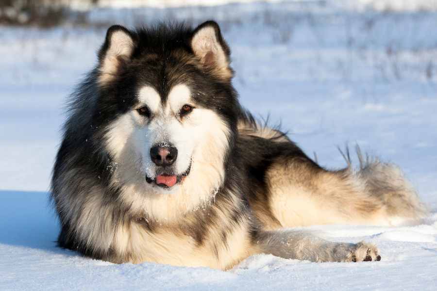 Alaska có nguồn gốc từ giống chó sói tuyết hoang đã được thuần hóa.