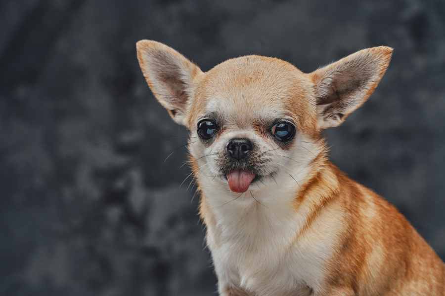 Chihuahua đến từ Chihuahua của Mexico, là giống loài lâu đời tại Mỹ.