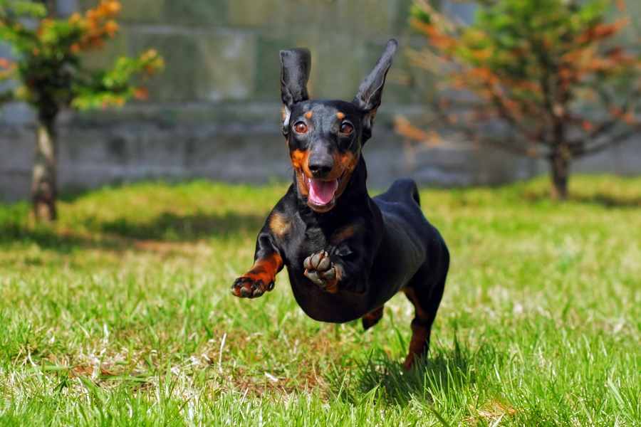 Dachshund là kết quả lai tạo hai giống chó Pinschers và Toy Terriers.