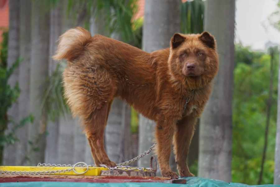 Chó Mông Cộc thường sống tại vùng núi Tây Bắc.
