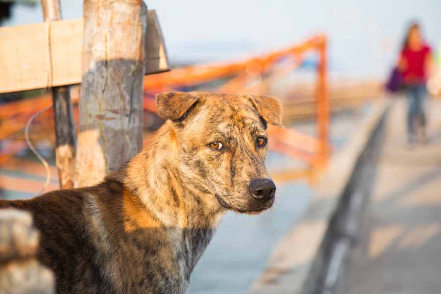 Giống chó này đã có lâu đời tại hòn đảo Phú Quốc và ghi nhận ngày 14/12/2008.