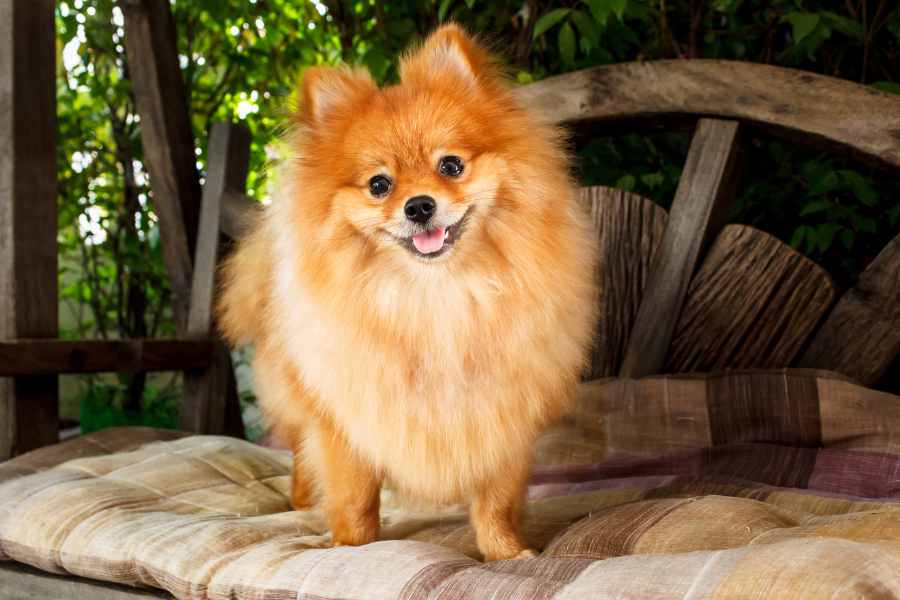 Pomeranian có nguồn gốc từ chó Spitz Đức và xuất hiện từ đầu thế kỷ 19.