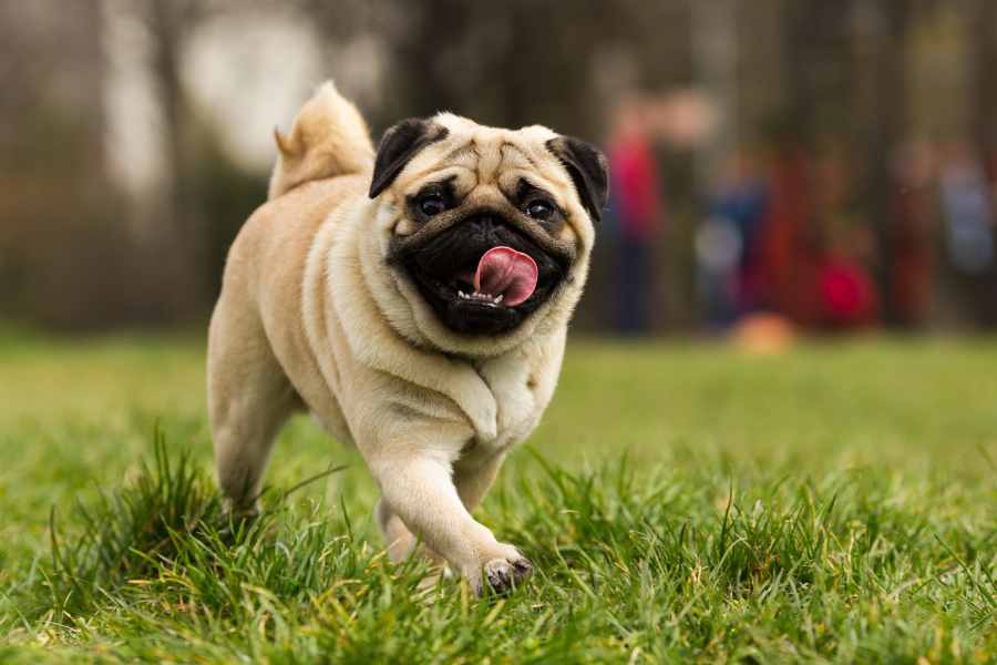 Pug (chó mặt xệ) có nguồn gốc từ Trung Quốc và được đưa đến châu Âu.