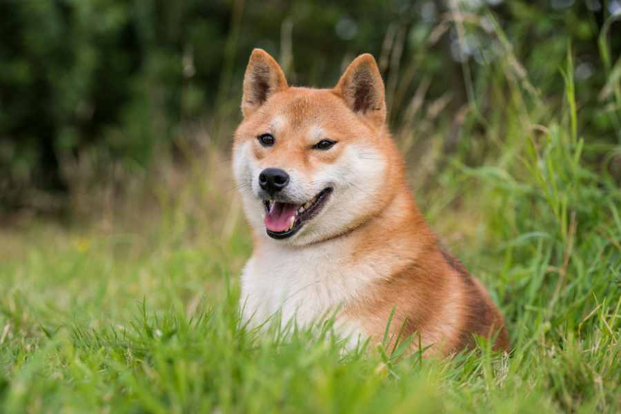 Shiba Inu là giống nhỏ nhất trong 6 giống chó nguyên thủy của Nhật.