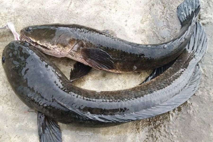 Chọn cá có kích thước vừa phải, phần thân thuôn dài.