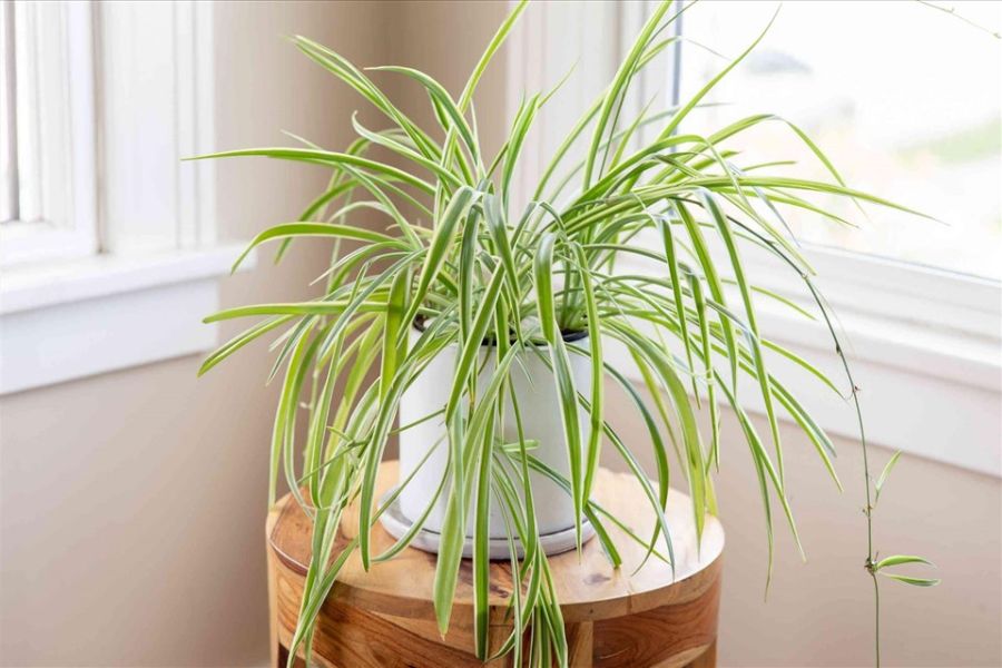 Cây cỏ Lan Chi thân thảo có tác dụng lọc sạch không khí.