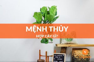 mệnh thủy hợp cây gì