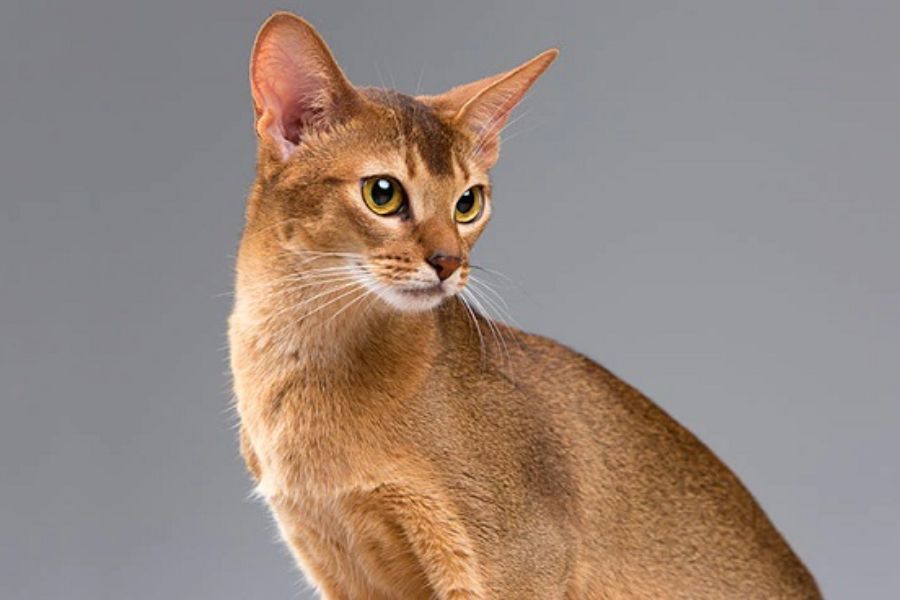 Mèo Abyssinian sở hữu đôi tai vô cùng nhạy bén.