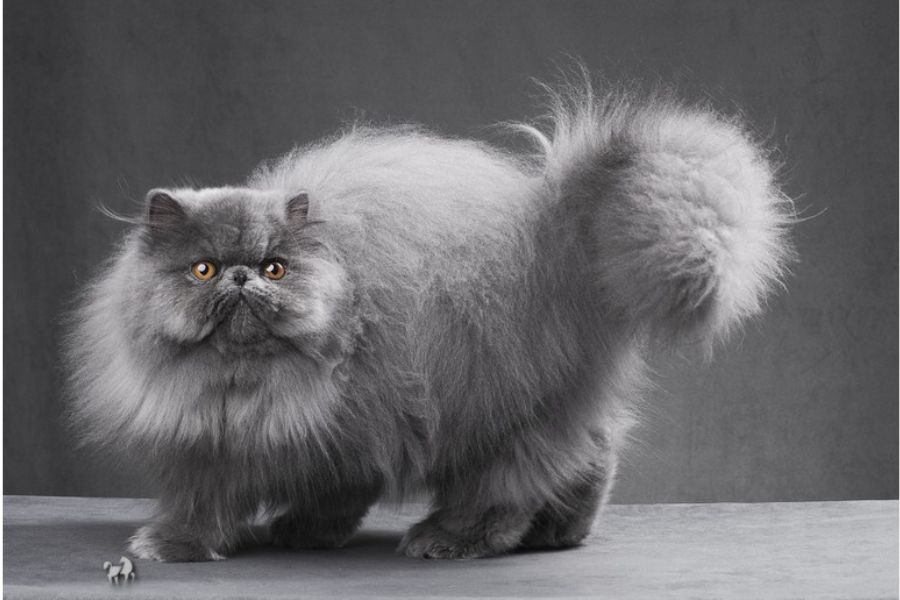 Mèo Ba Tư dễ nhận diện bởi gương mặt “khó gần”.
