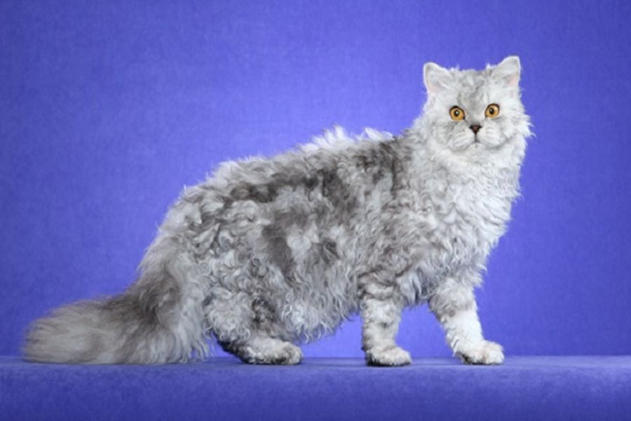 Selkirk là giống mèo được đặc trưng bởi bộ lông dày và xoăn xù.