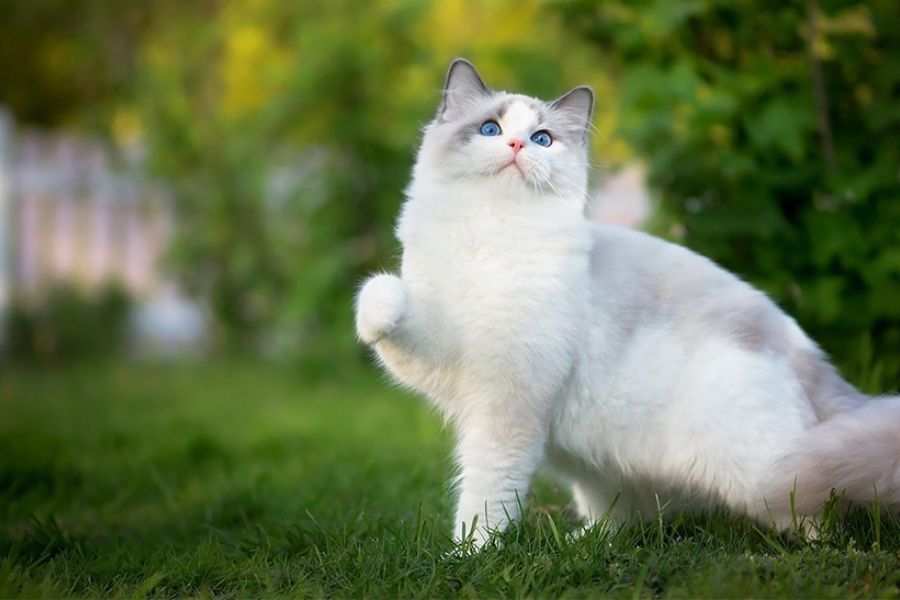 Mèo Ragamuffin sở hữu bộ lông dài, mềm mượt.