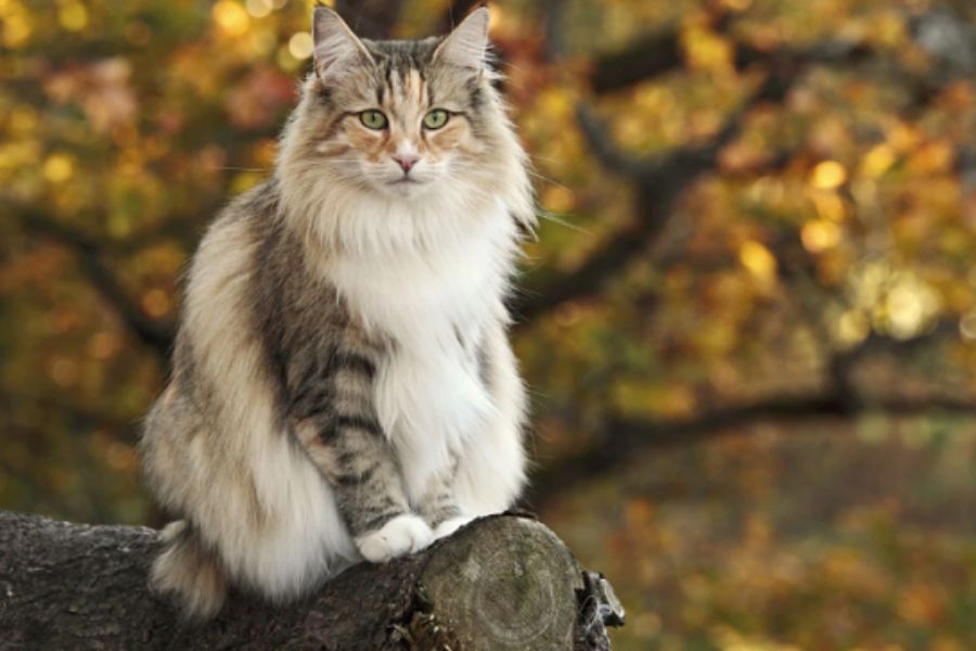 Mèo rừng Nauy với giao diện trông lạnh lùng và hoang dã.