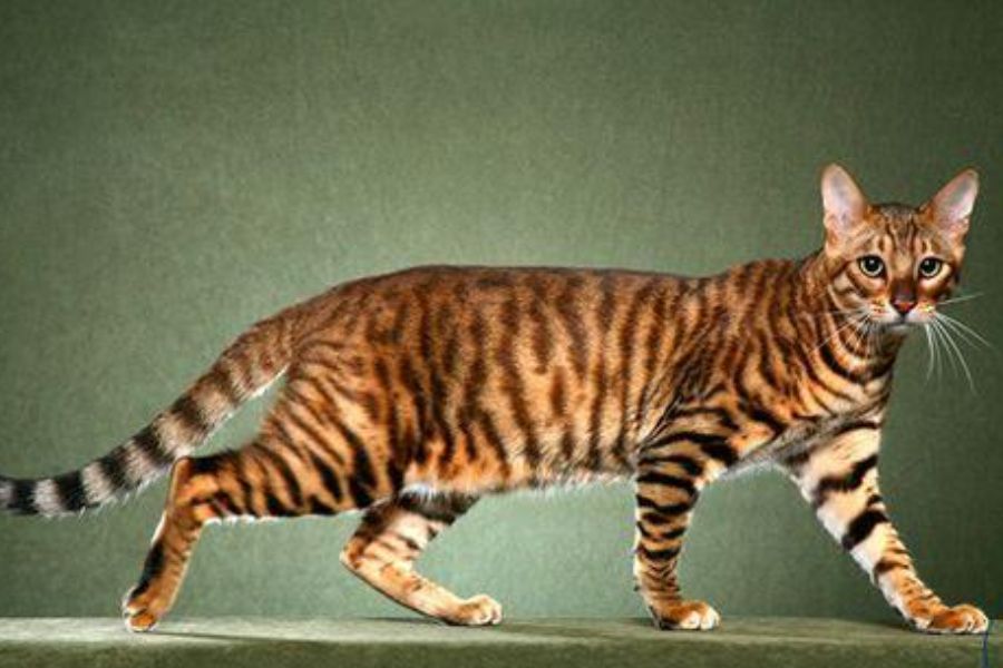 Mèo Toyger là 1 loài mèo được ví như “hổ nhà”.