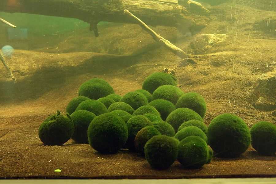 Loại tảo này có cấu trúc mềm mại và nhờn nhụi.