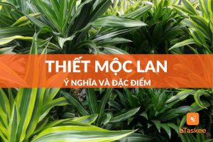 thiết mộc lan