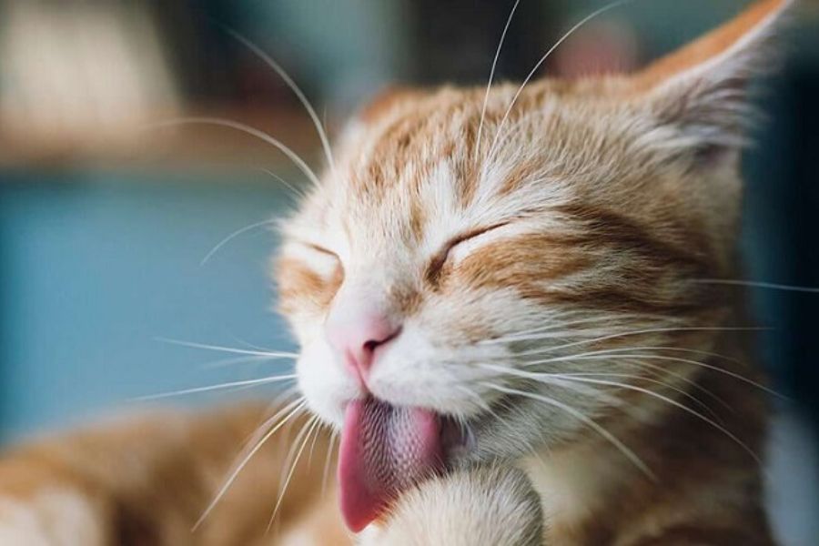 Mèo thường tự vệ sinh bằng cách dùng lưỡi để liếm lông.