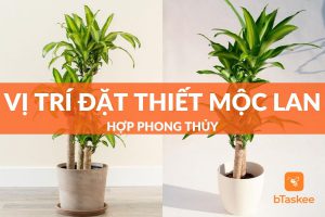 vị trí đặt cây thiết mộc lan