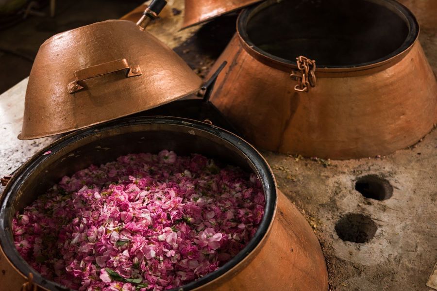 Chiết xuất nước hoa hồng bằng phương pháp đun sôi.