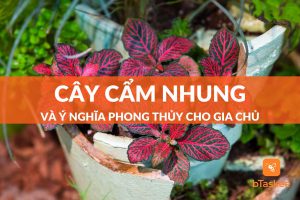 cây cẩm nhung