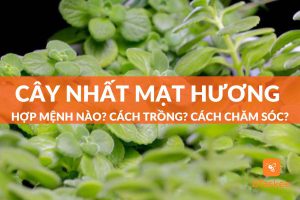 cây nhất mạt hương