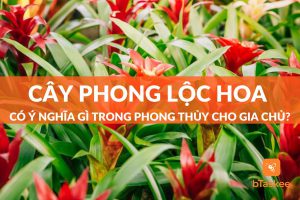 cây phong lộc hoa
