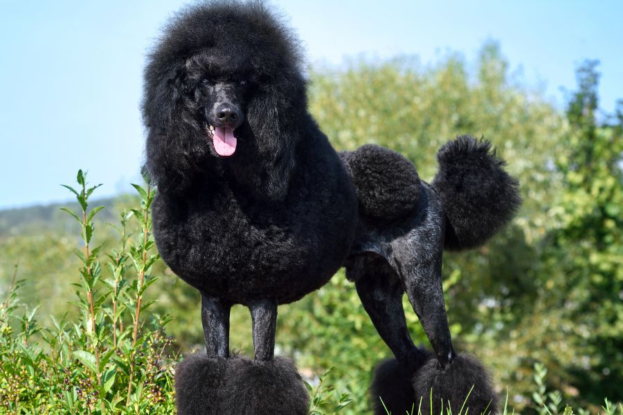 Chăm sóc chó Poodle đen thì cần có chế độ ăn dinh dưỡng và thường xuyên cắt tỉa lông.