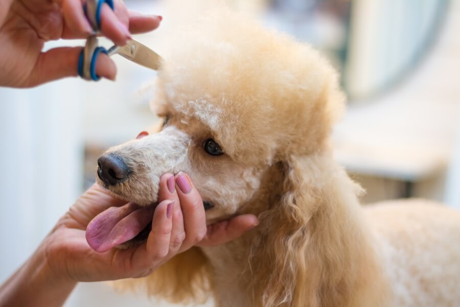 Chó Poodle từ 6 tháng tuổi trở đi cần được cắt tỉa lông thường xuyên để đảm bảo thẩm mỹ và phòng tránh bệnh ngoài da.