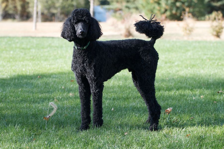 Chó Poodle đen thường có thân hình cân đối, khuôn mặt nhỏ gọn và tính cách hiền lành, thông minh.
