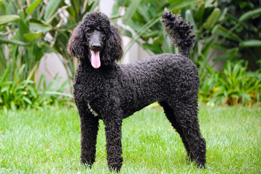 Chó Poodle đen là một giống chó thuần chủng có nguồn gốc từ Đức và Pháp.