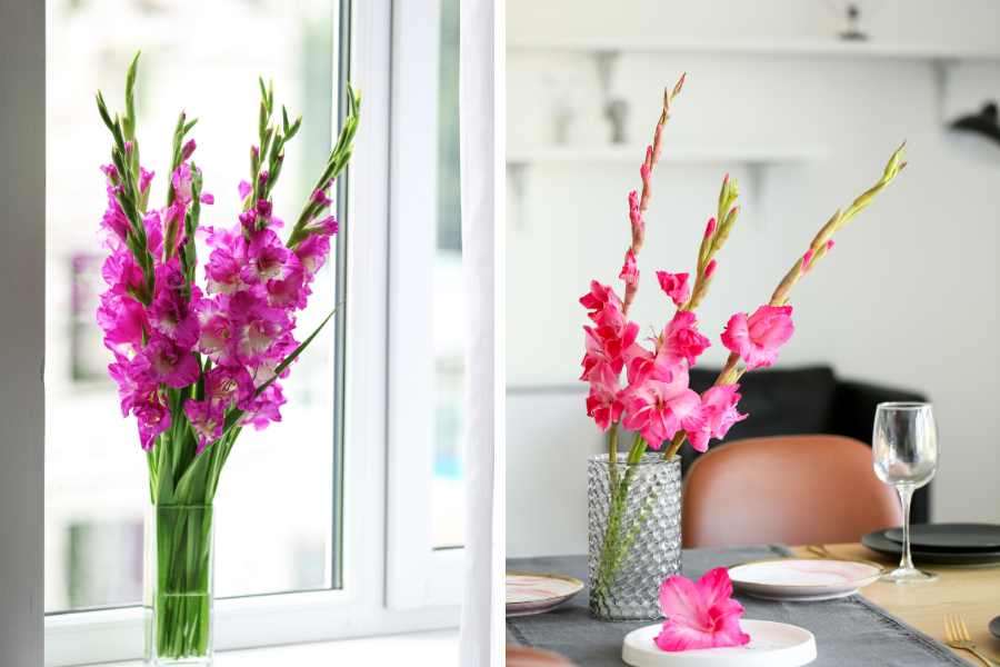 Cắm hoa lay ơn để bàn hoặc cửa sổ với màu hồng tươi mới.