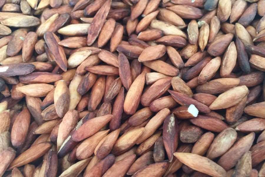Mứt hạt bàng Côn Đảo là một trong những món ngon miền Nam được mua nhiều làm quà.