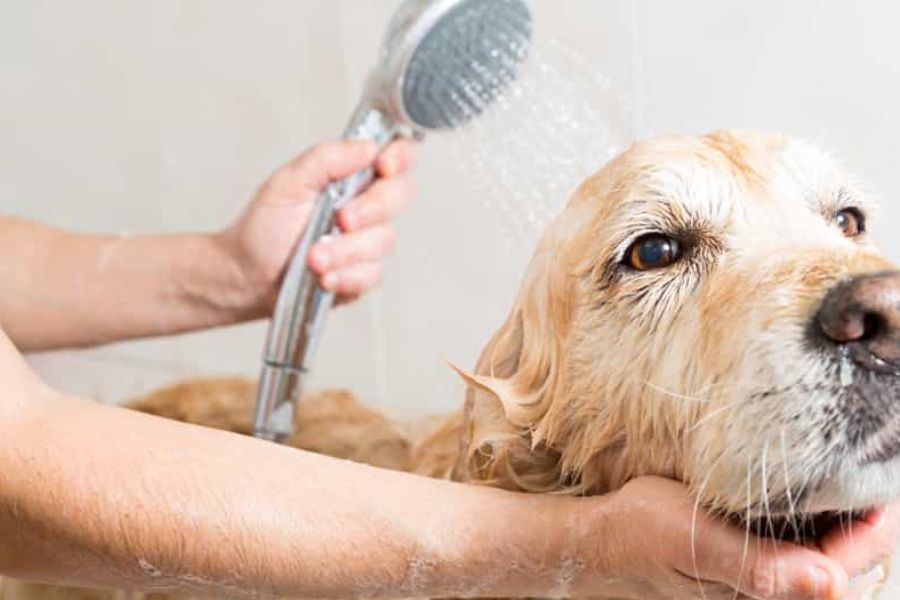 Cần tắm rửa thường xuyên cho những thú cưng của bạn.