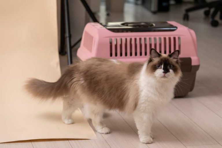 Mèo Ragdoll: Nguồn Gốc, Giá Cả Và Cách Chăm Sóc – bTaskee