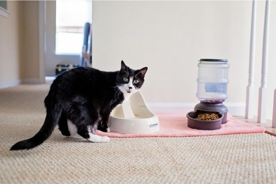 Gia chủ cần quan tâm về chỗ ở và dinh dưỡng trong thời gian mèo bị đau mắt.