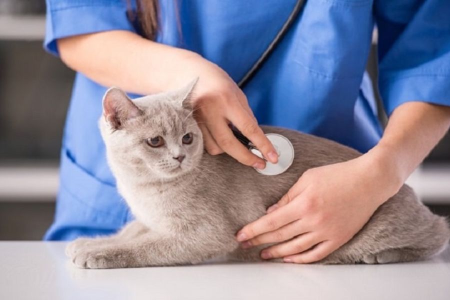 Tùy thuộc vào từng giai đoạn tiến triển căn bệnh của mèo mà bạn nên lựa chọn cách điều trị phù hợp.
