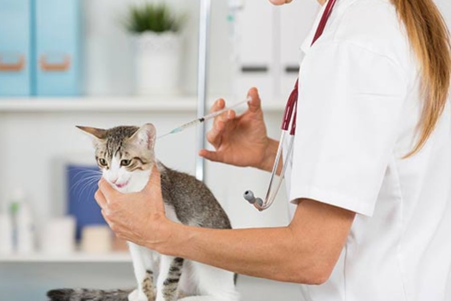 Một số cách điều trị giúp ngăn ngừa hiệu quả trình trạng mèo bị sổ mũi.