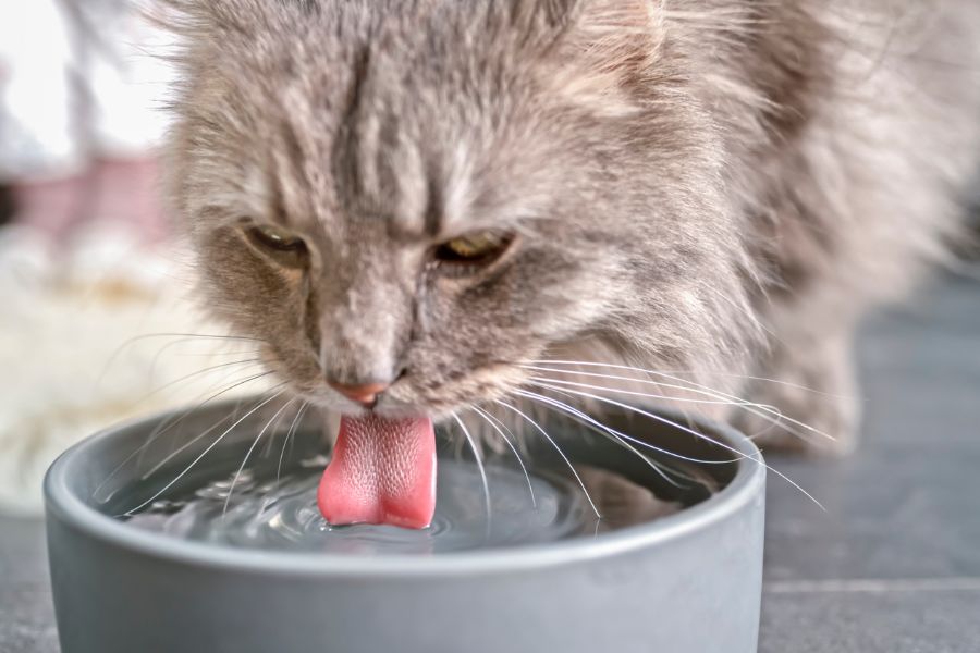 Mèo bị nôn ra thức ăn cần được bổ sung nhiều nước để tránh làm mất nước cho cơ thể.