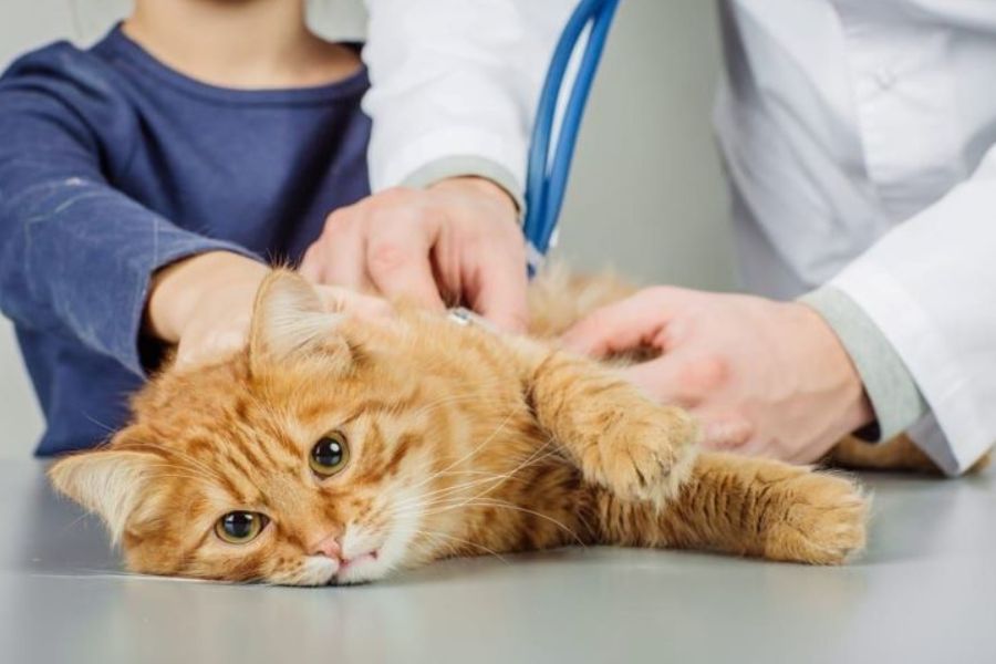 Một số biện pháp điều trị mèo thở gấp tại nhà mà ai cũng nên biết.