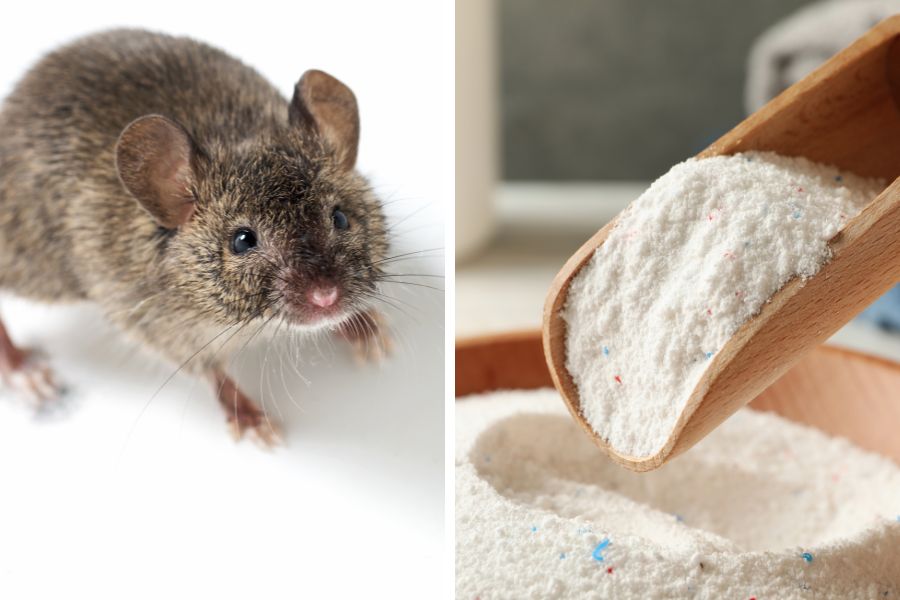 Bất kì loại chuột nào cũng sợ bột giặt, kể cả chuột cống, chuột chù,...