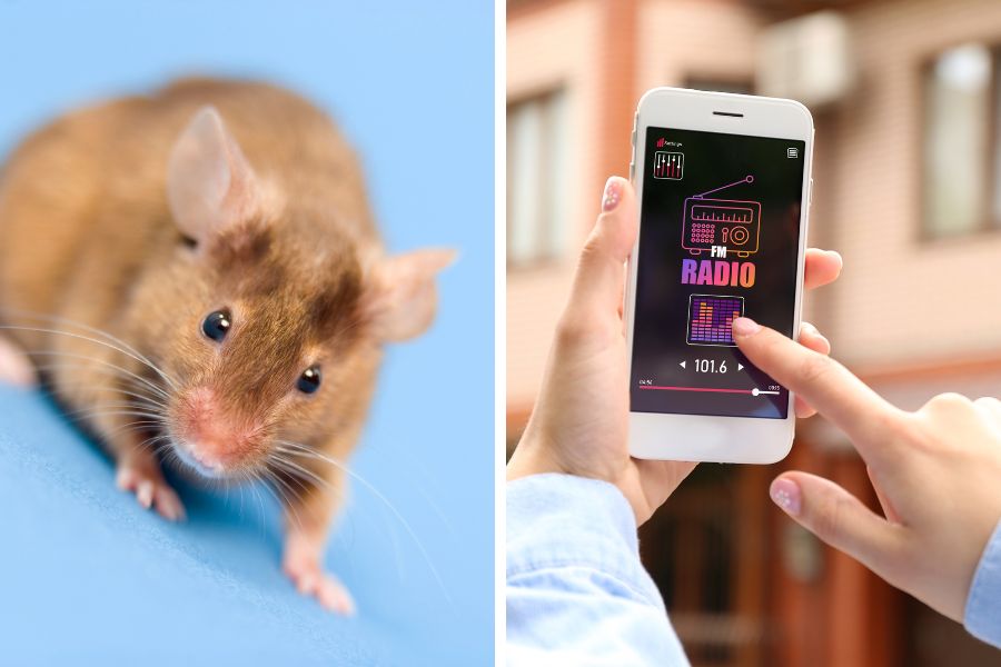 Một trong những cách đuổi chuột đơn giản nhất chính là sử dụng các ứng dụng âm thanh trên điện thoại.