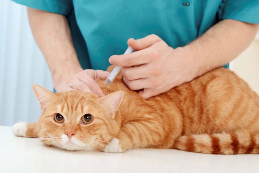 Cách phòng bệnh giảm bạch cầu ở mèo tốt nhất là tiêm vắc-xin và vệ sinh chuồng nuôi sạch sẽ.