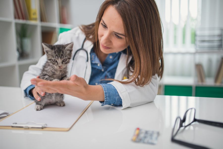 Thăm khám bác sĩ thường xuyên sẽ giúp ngăn chặn trường hợp mèo bị nôn ra thức ăn.