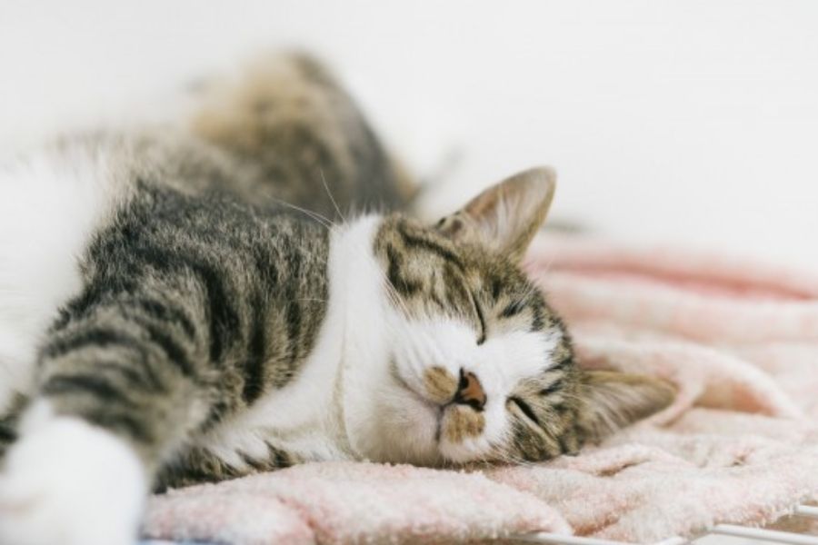 Một số cách phòng tránh hiệu quả giúp mèo hạn chế xuất hiện tình trạng sổ mũi.