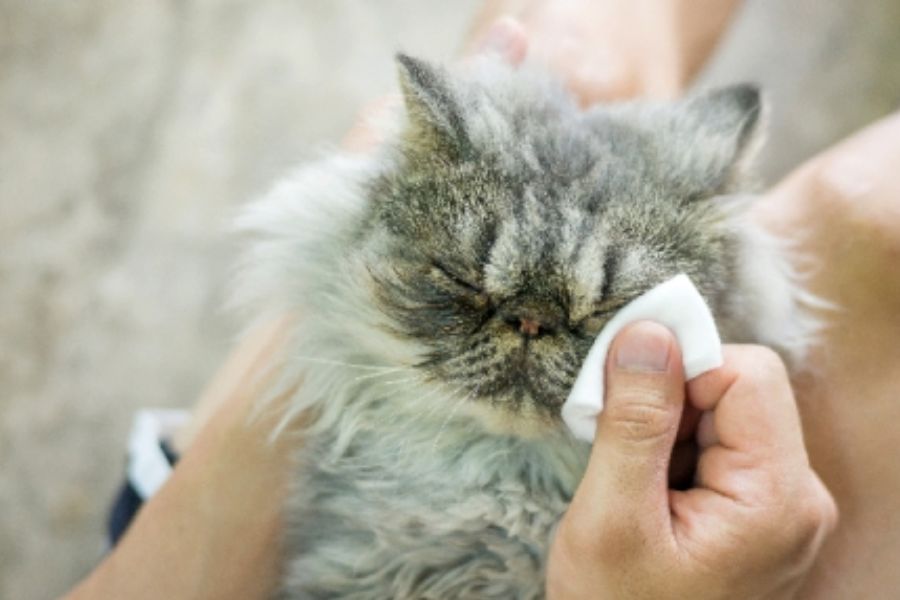 Bạn nên dùng khăn bông mềm lau nhẹ nhàng khu vực xung quanh mắt của mèo và cắt tỉa lông tơ dư thừa.